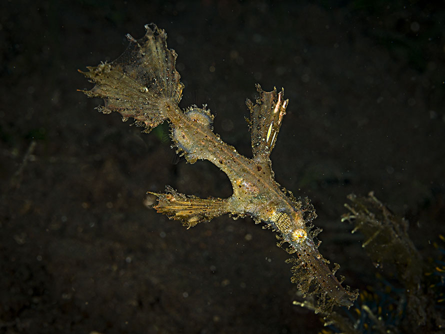 Solenostomus�sp. B